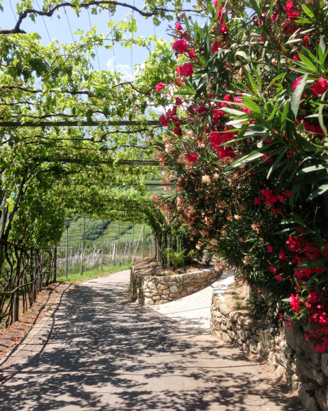 5 conseils pour réussir votre aménagement paysager pour votre jardin dans le Var