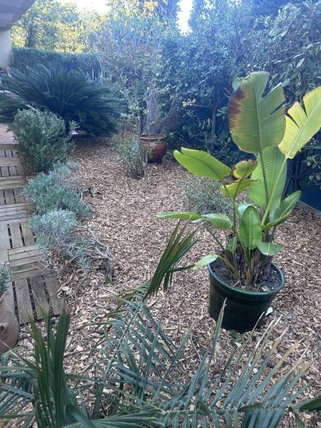 Recouvrir votre sol avec un paillage naturel en copeaux de bois  